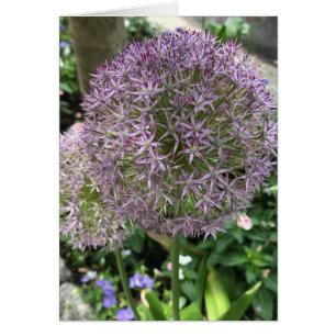 Pretty Purple Flowers Allium Garden NYC Photo