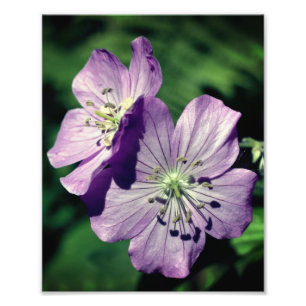 Pretty Purple Geranium Flower Pair Close Up 8x10 Photo Print