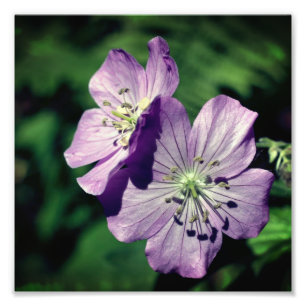 Pretty Purple Geranium Flower Pair Close Up 8x8 Photo Print