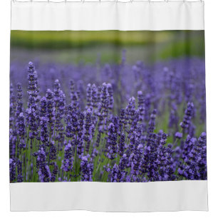 Pretty purple lavendar flowers