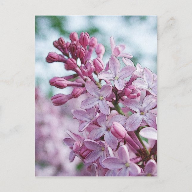 Pretty Purple Lilacs Postcard (Front)