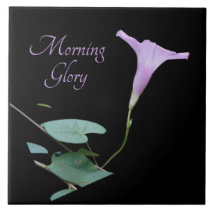 Pretty purple morning glory on black  tile