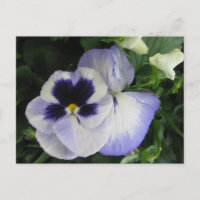 Pretty Purple Pansy Flowers