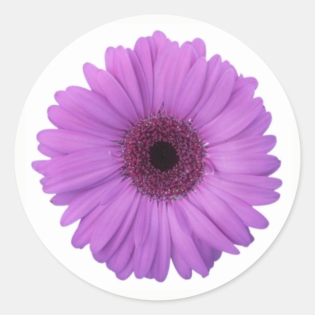 Pretty Purple Photographic Gerbera Daisy Flower Classic Round Sticker (Front)