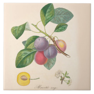 Pretty Purple Plums, Ceramic Tile, French Accent Tile