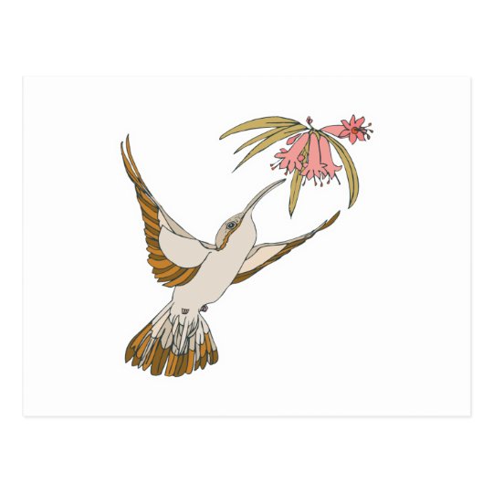 pretty realistic hummingbird postcard
