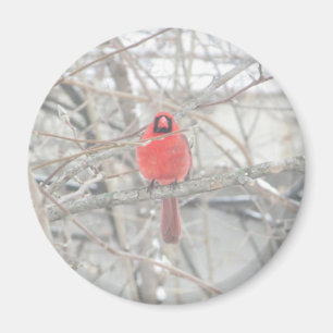 Pretty Red Cardinal in the Tree Magnet