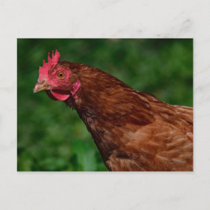 Pretty Red Chicken Face Photo Postcard