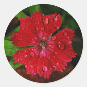 Pretty Red Flower With Raindrops Photo Classic Round Sticker