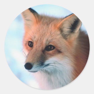 Pretty Red Fox Classic Round Sticker