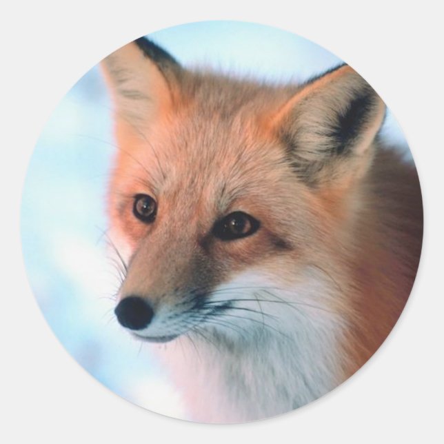 Pretty Red Fox Classic Round Sticker (Front)