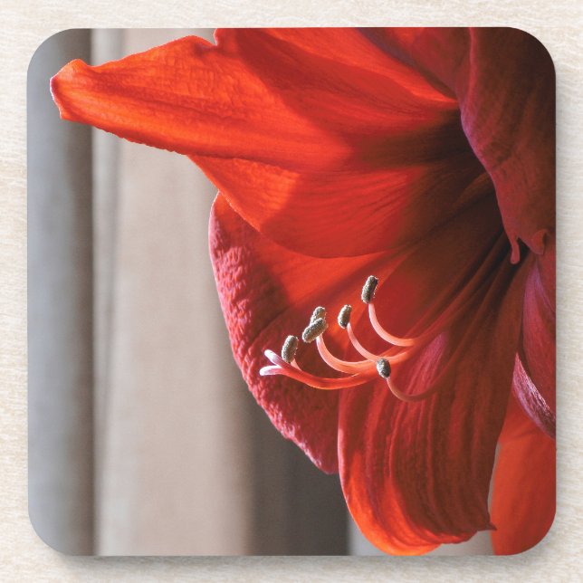 Pretty Red Lion Amaryllis Flower Photograph Coaster (Front)