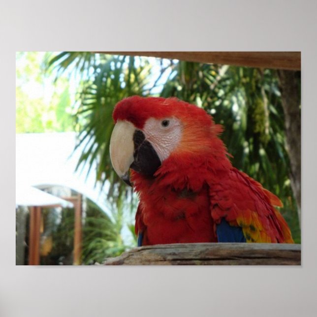 Pretty Red Parrot Poster (Front)