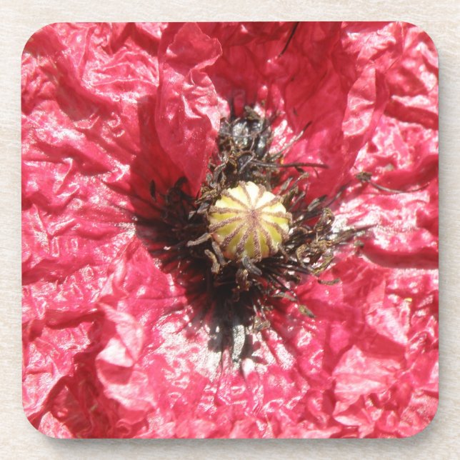 Pretty Red Poppy Flower Macro Cork Coaster (Front)
