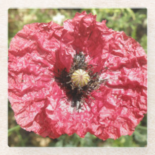 Pretty Red Poppy Flower Macro Glass Coaster
