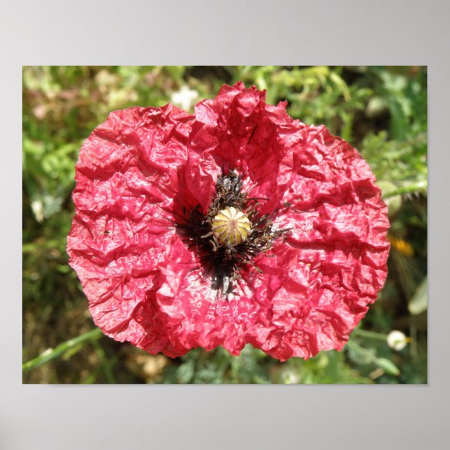 Pretty Red Poppy Flower Macro Print (Front)