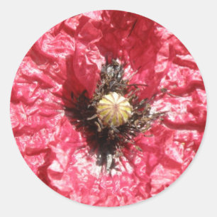 Pretty Red Poppy Flower Macro Stickers