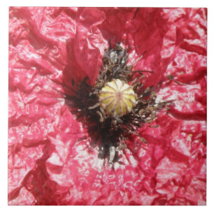 Pretty Red Poppy Flower Macro Tile