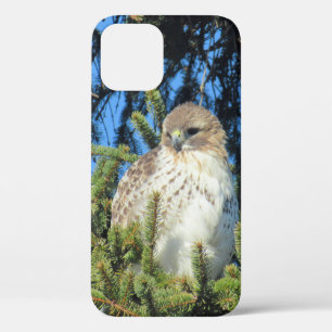 Pretty Red Tailed Hawk Pine Tree Photo  iPhone 12 Case
