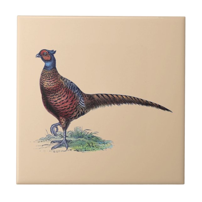 Pretty Ring Neck Pheasant Tan Tile (Front)
