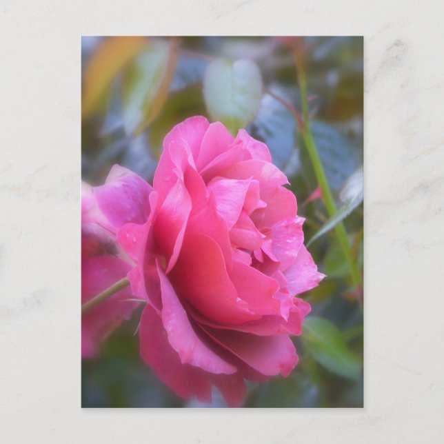 Pretty Rose Postcard (Front)