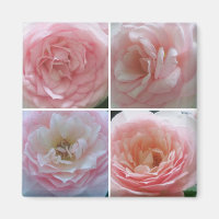 Pretty Roses