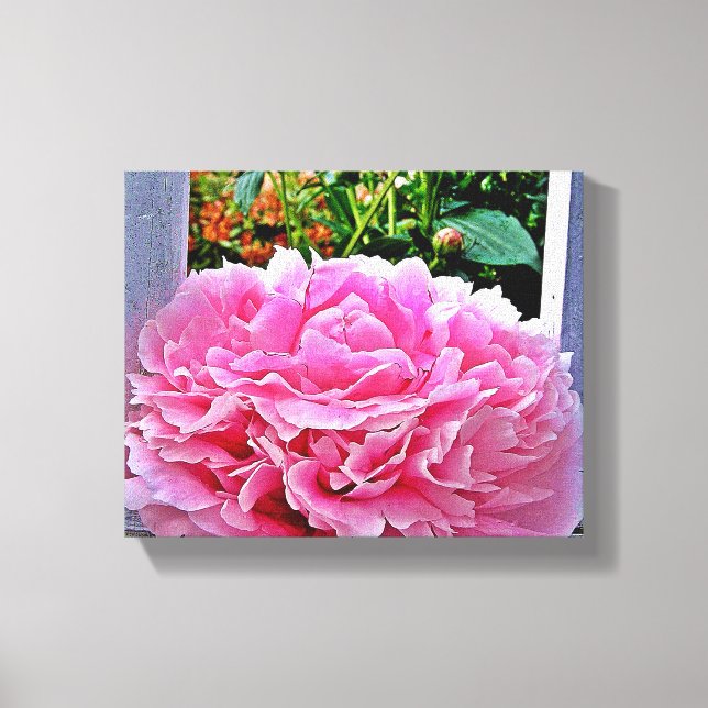 Pretty Rustic Pink Peony Flower Canvas Print (Front)