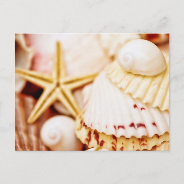 Pretty Seashells Postcard (Front)