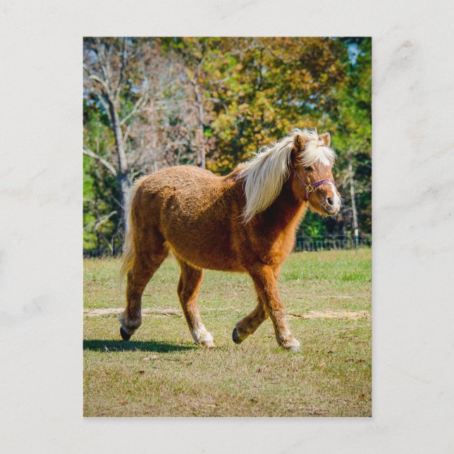 Pretty Shetland Pony Postcard (Front)