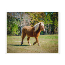 Pretty Shetland Pony