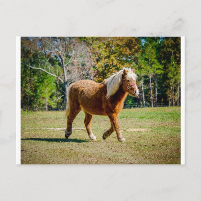 Pretty Shetland Pony Postcard (Front)
