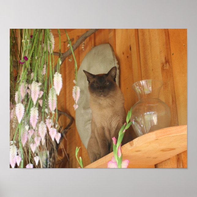 Pretty Siamese Cat Animal Poster (Front)