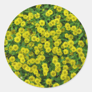 Pretty Small Yellow Flowers Classic Round Sticker