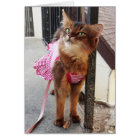 Pretty Somali Cat in Dress for Fall