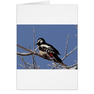 Pretty spotted woodpecker