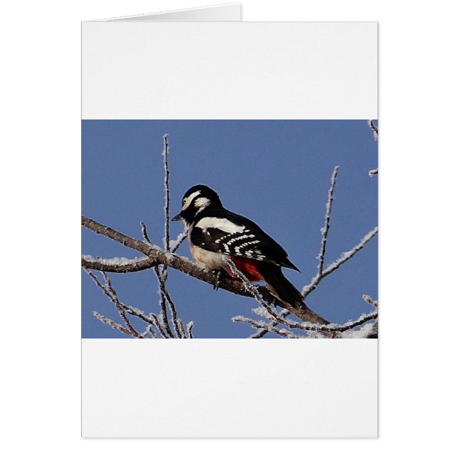 Pretty spotted woodpecker (Front)