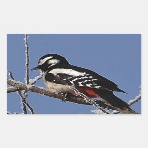 Pretty spotted woodpecker sticker