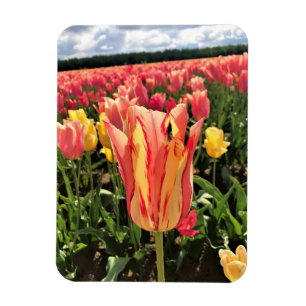 Pretty Spring Tulip, Oregon Magnet