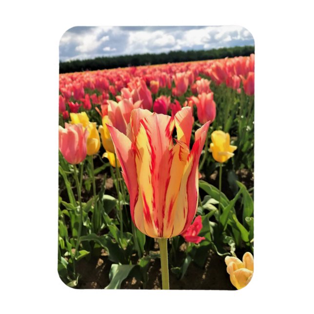 Pretty Spring Tulip, Oregon Magnet (Vertical)