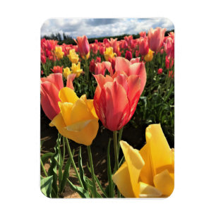 Pretty Spring Tulips in a Field, Oregon Magnet