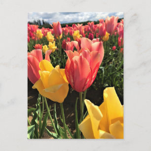 Pretty Spring Tulips in a Field, Oregon Postcard