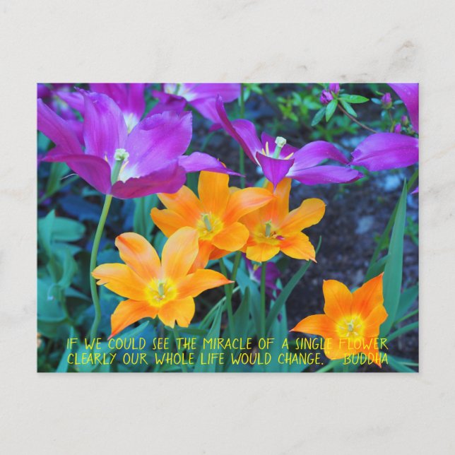 Pretty Spring Tulips Orange Purple Postcard (Front)