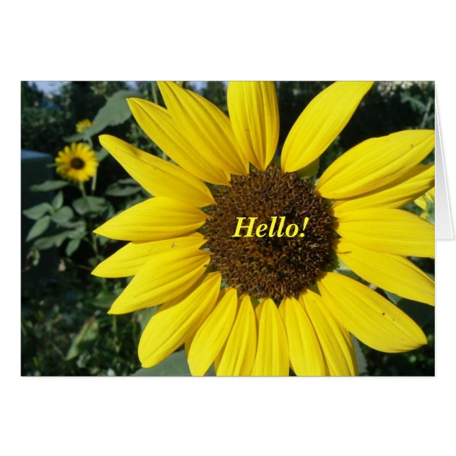 Pretty Sunflower (Front Horizontal)
