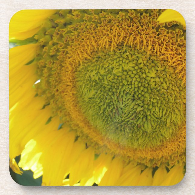Pretty sunflower coaster (Front)