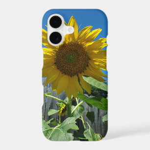 Pretty Sunflower Photography