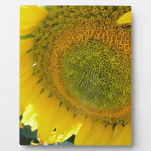 Pretty sunflower plaque