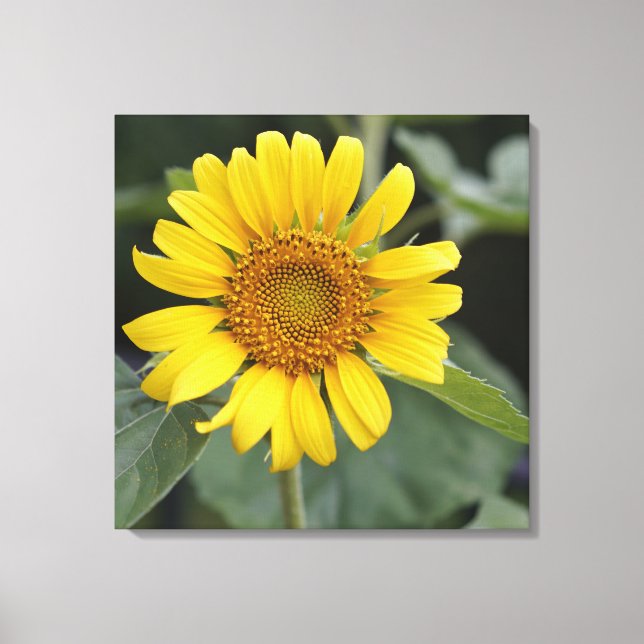 Pretty Sunny Yellow Sunflower 24" x 24" Canvas Print (Front)