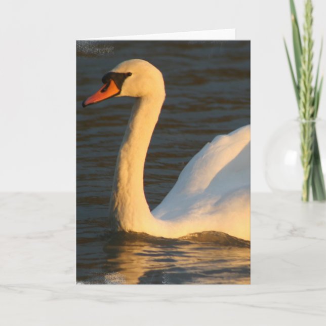 Pretty Swan Greeting Card (Front)