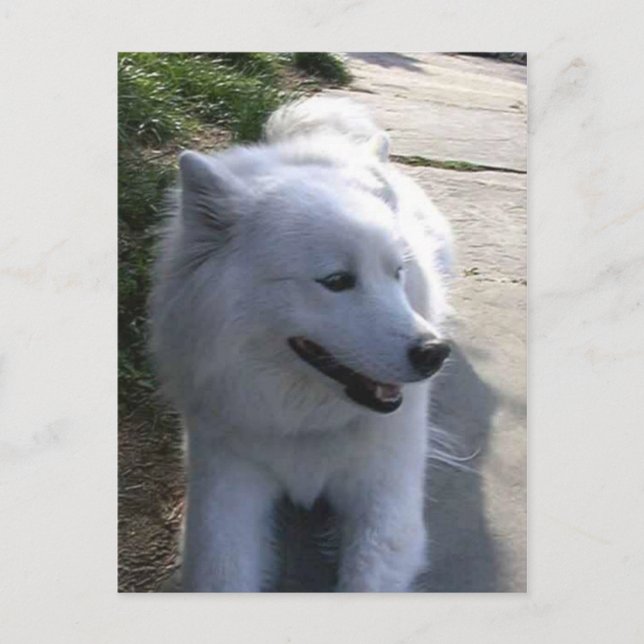 Pretty Sweet White Samoyed Dog Postcard (Front)