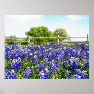 Pretty Texas Bluebonnet Flowers Hill Country Art  Poster